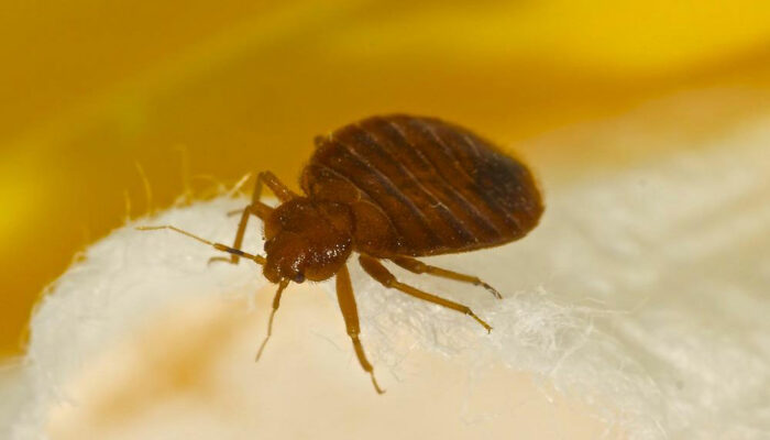 Natural Remedies For Bed Bug Bites Treatment